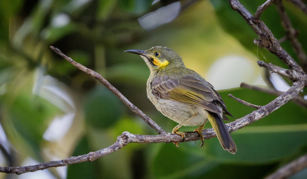 Eastern Wattled-Honeyeater - ML622568430