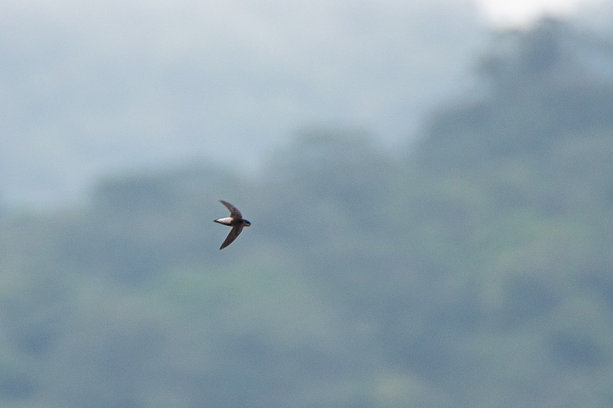 Gray-rumped Swift - ML622568444