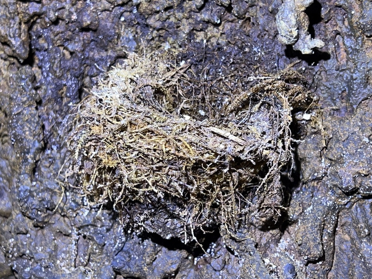 White-rumped Swiftlet - ML622568457