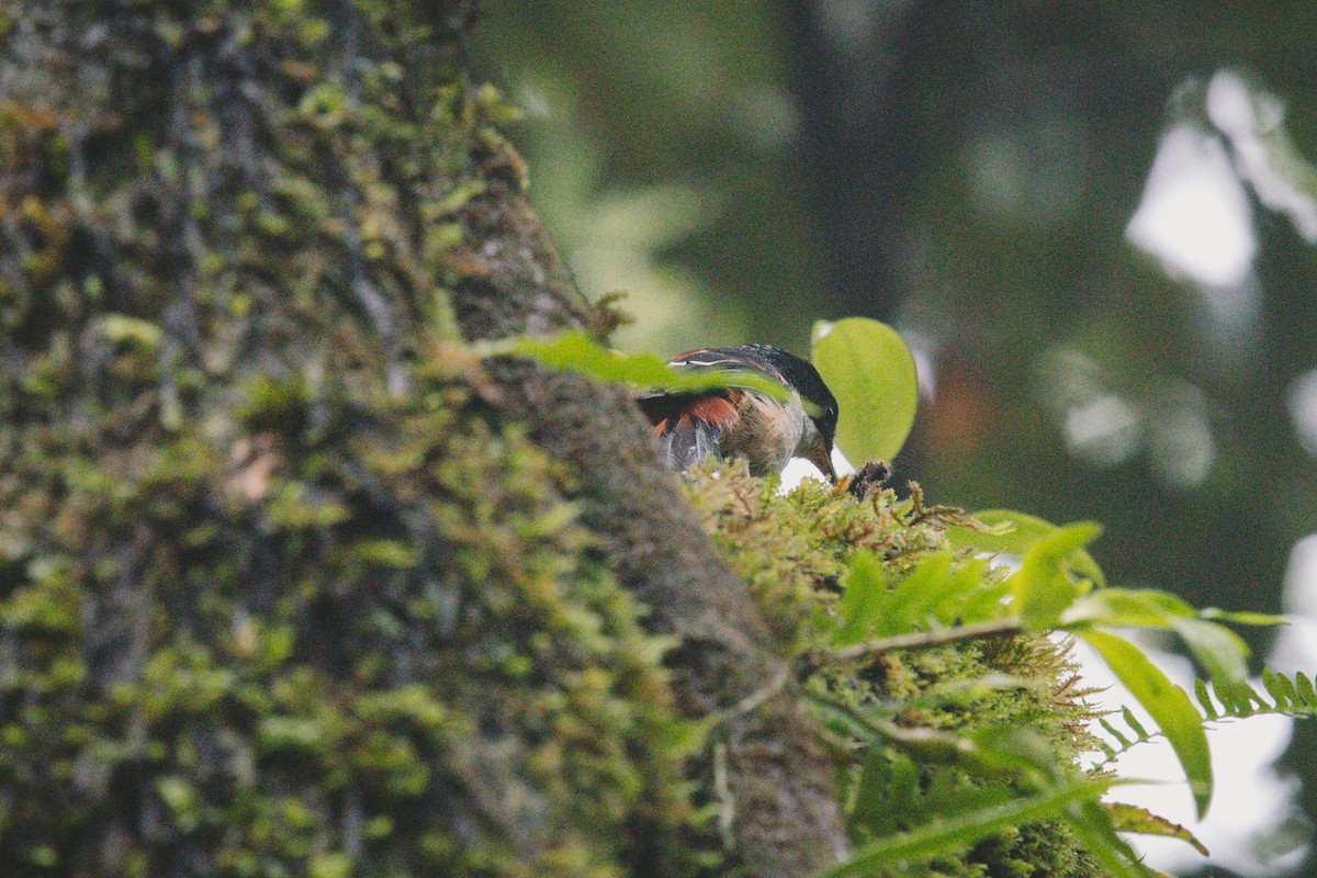 Rufous-backed Sibia - Andrew Real