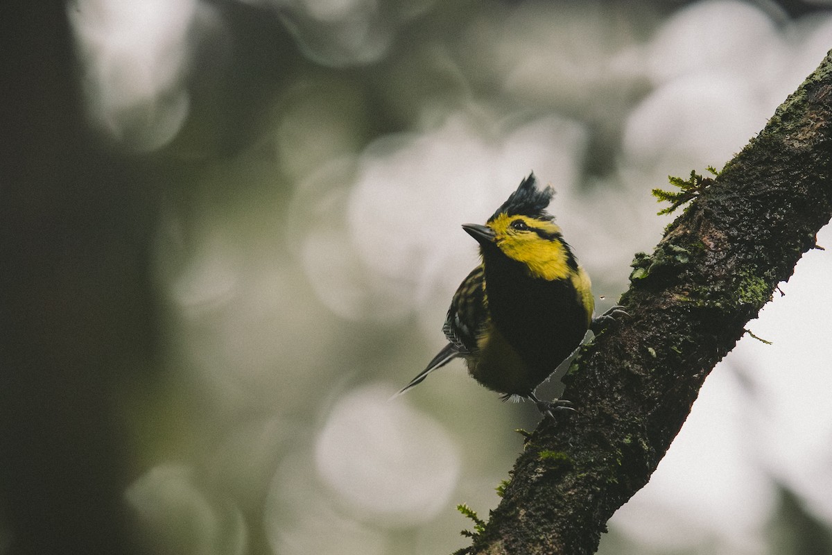 Yellow-cheeked Tit - ML622568470