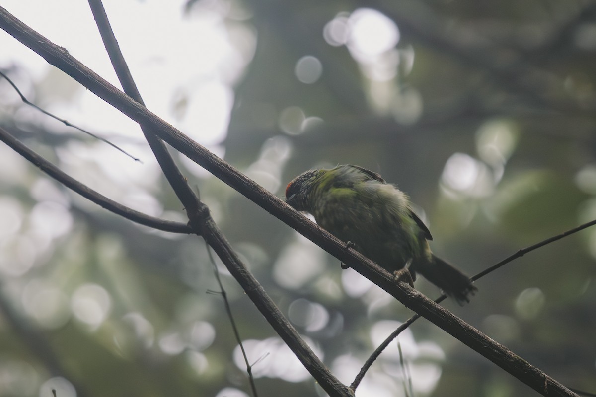 barbet žlutohrdlý - ML622568472