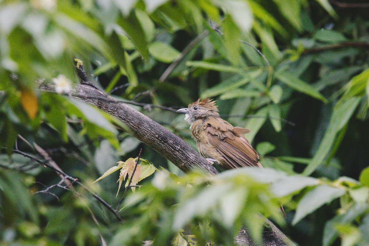 Puff-throated Bulbul - ML622568505