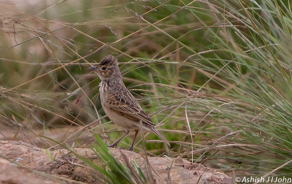 eBird Checklist - 18 Feb 2011 - Bengal Florican Reserve - 9 species (+1 ...