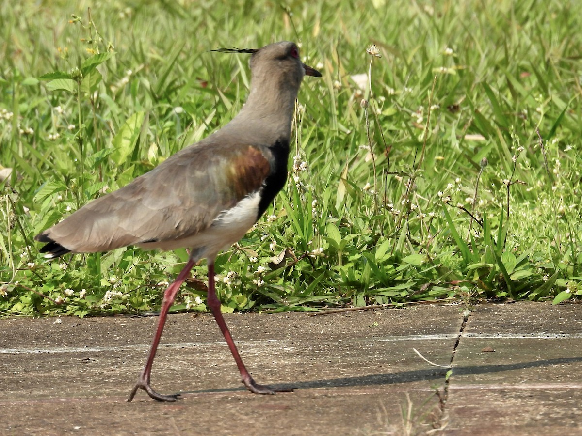 Чайка чилійська (підвид lampronotus) - ML622568599