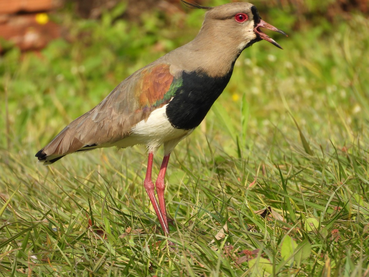 Чайка чилійська (підвид lampronotus) - ML622568600