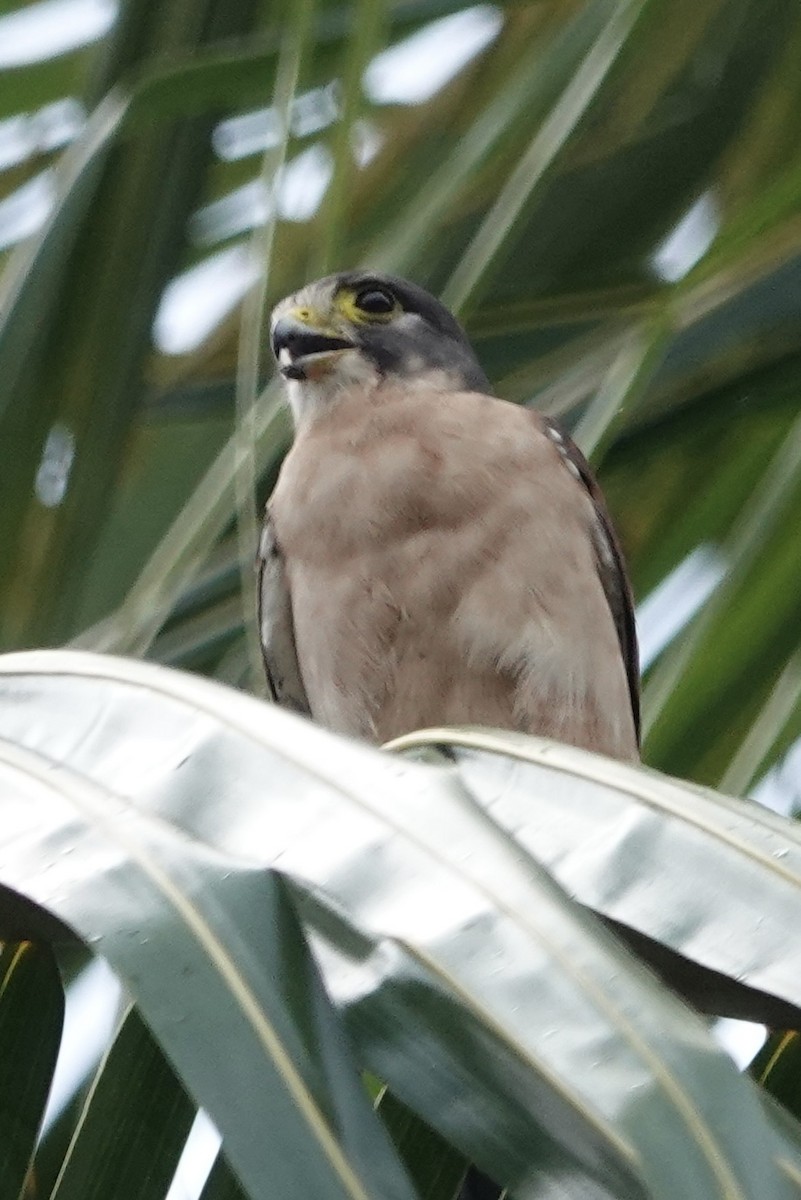 Seychelles Kestrel - ML622568726