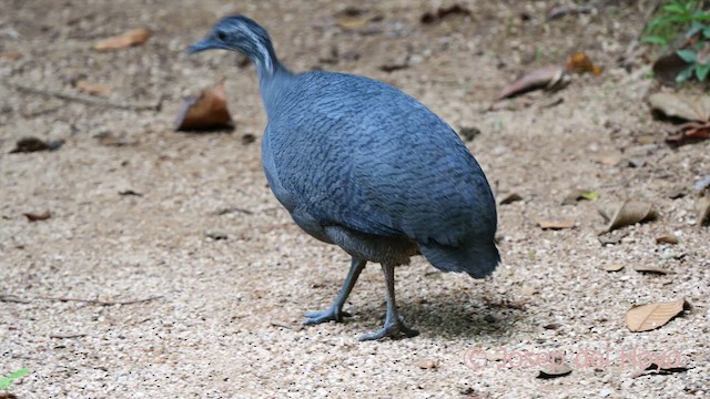Gray Tinamou - ML622568734