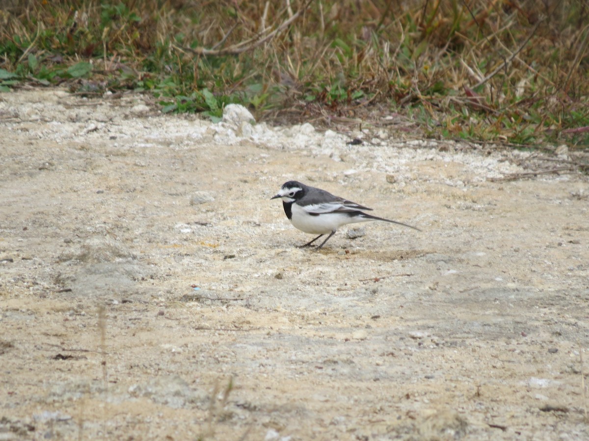 White Wagtail (Masked) - ML622568736