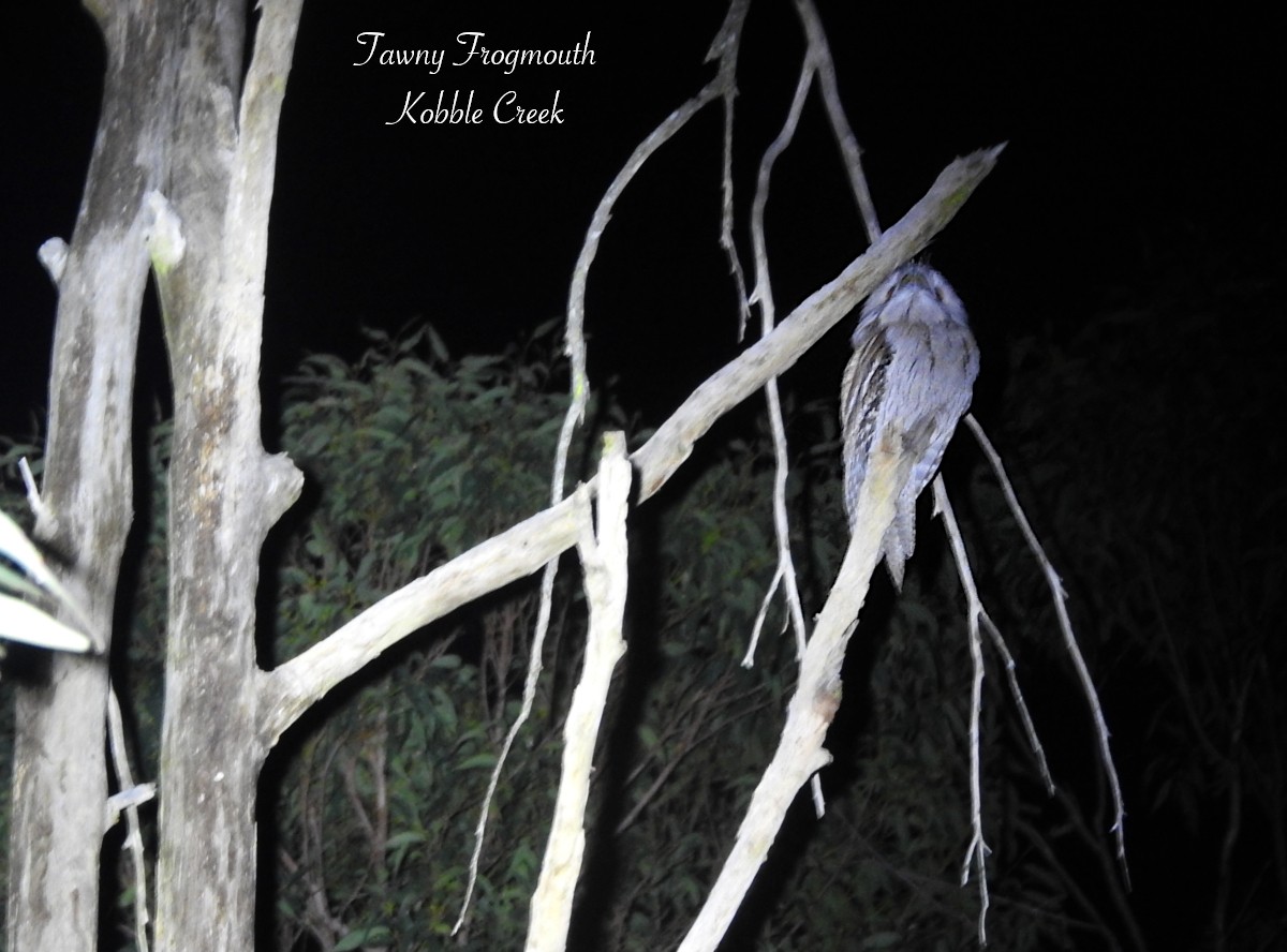 Tawny Frogmouth - ML622568739