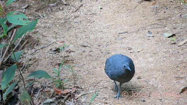 Gray Tinamou - ML622568769