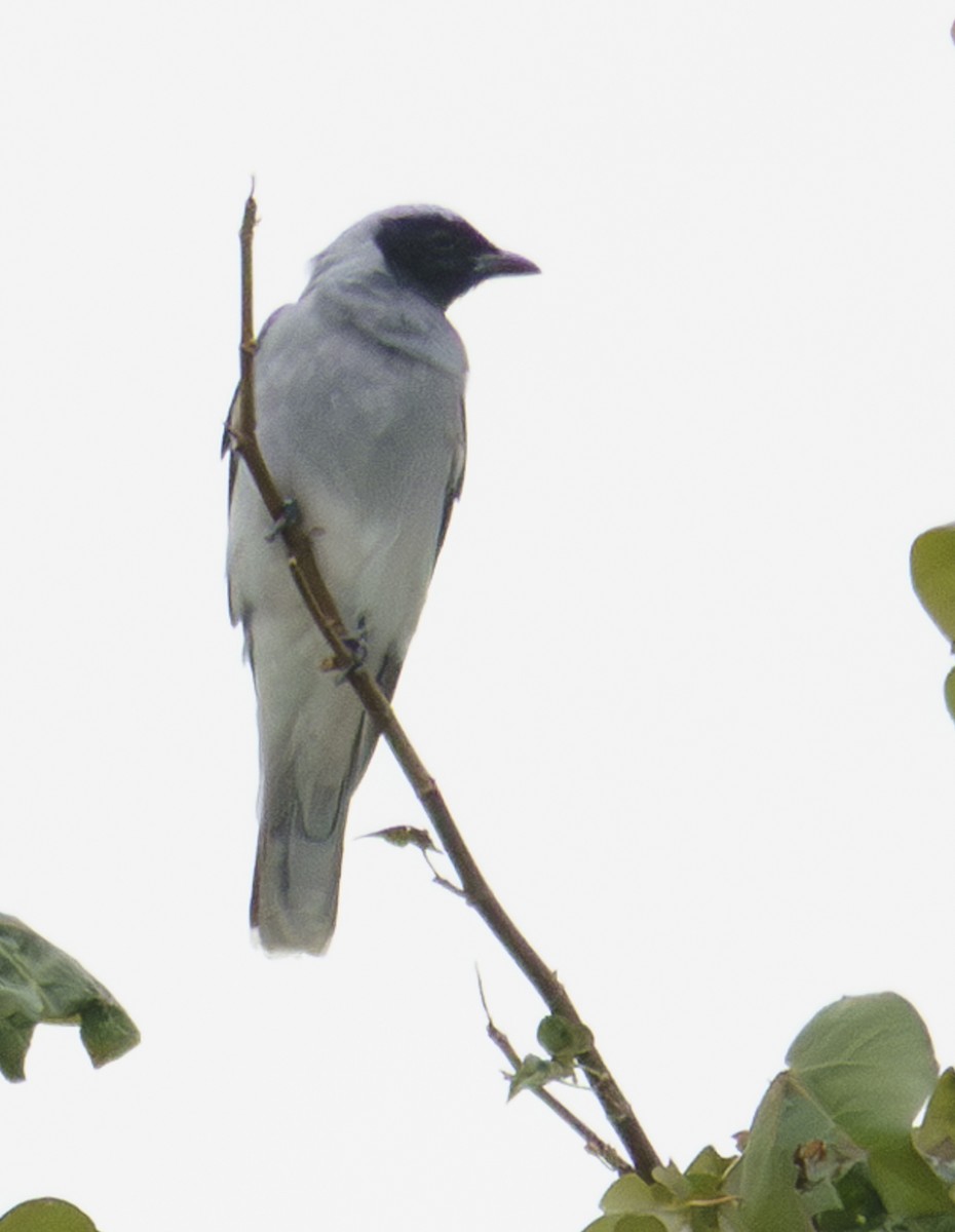 Black-faced Cuckooshrike - ML622568860