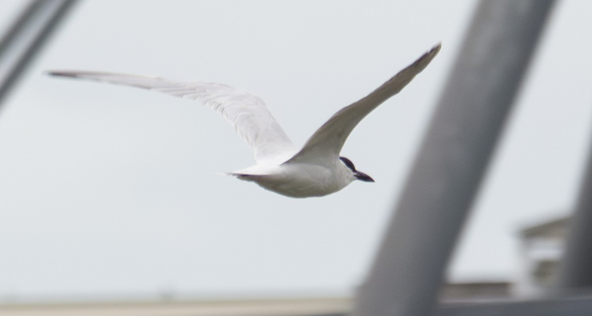 Australian Tern - ML622568862