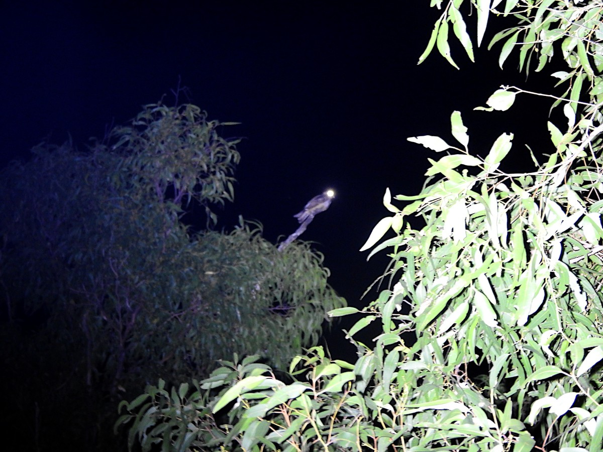 White-throated Nightjar - ML622568877