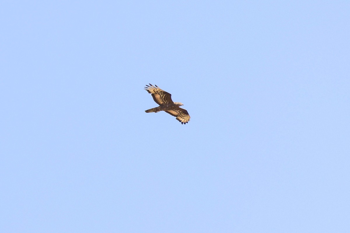 European Honey-buzzard - ML622568887