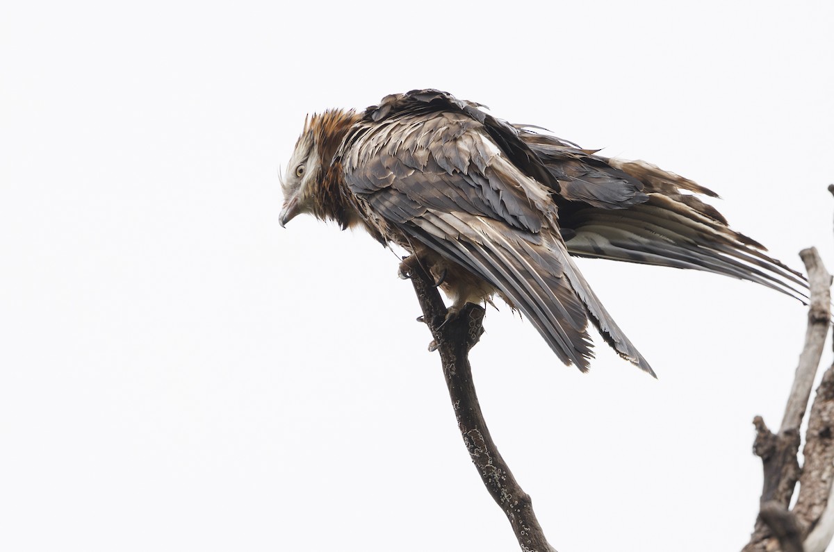 Square-tailed Kite - ML622568888