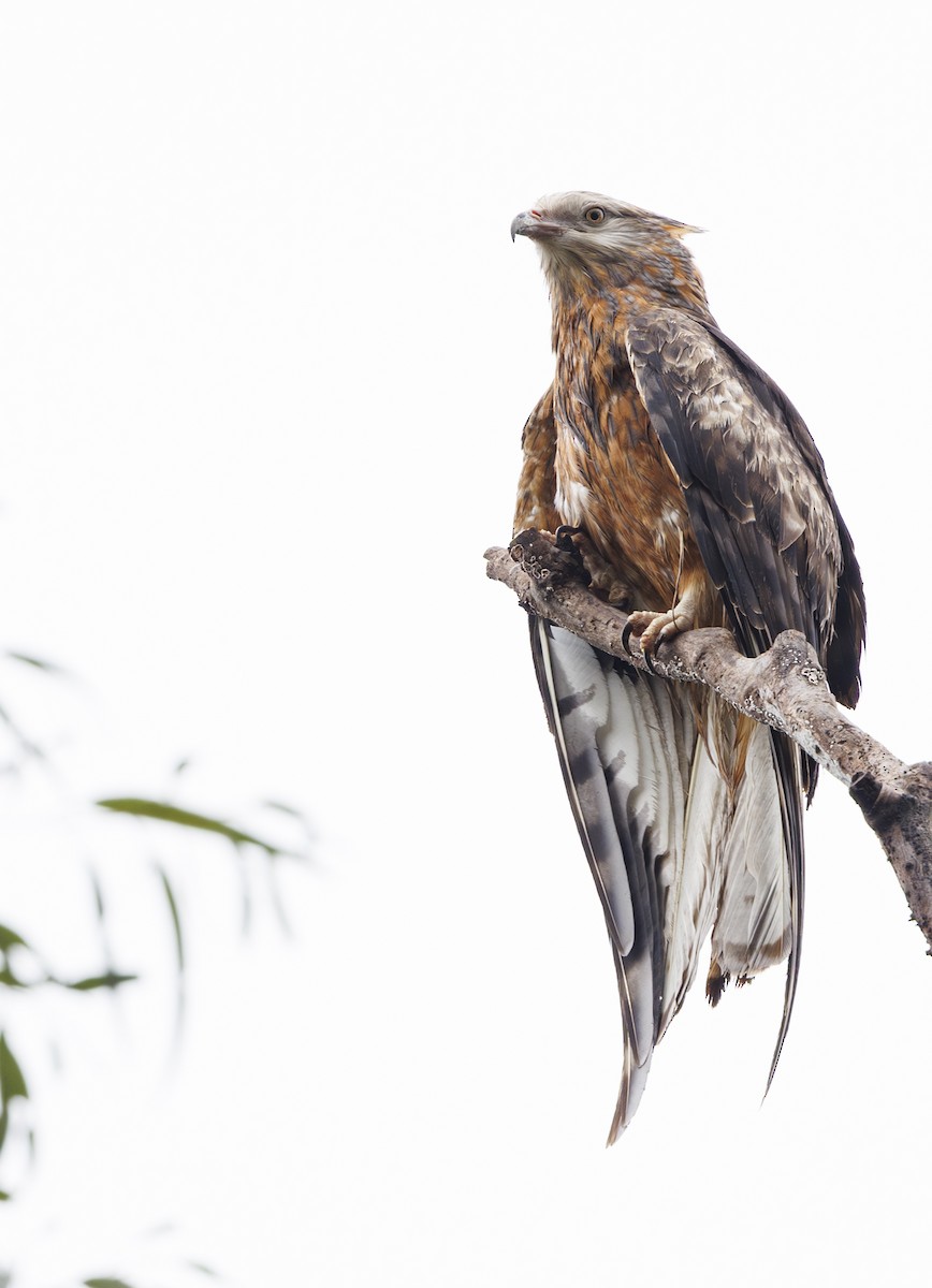 Square-tailed Kite - ML622568890