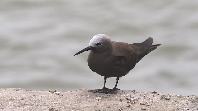 インドヒメクロアジサシ - ML622568935