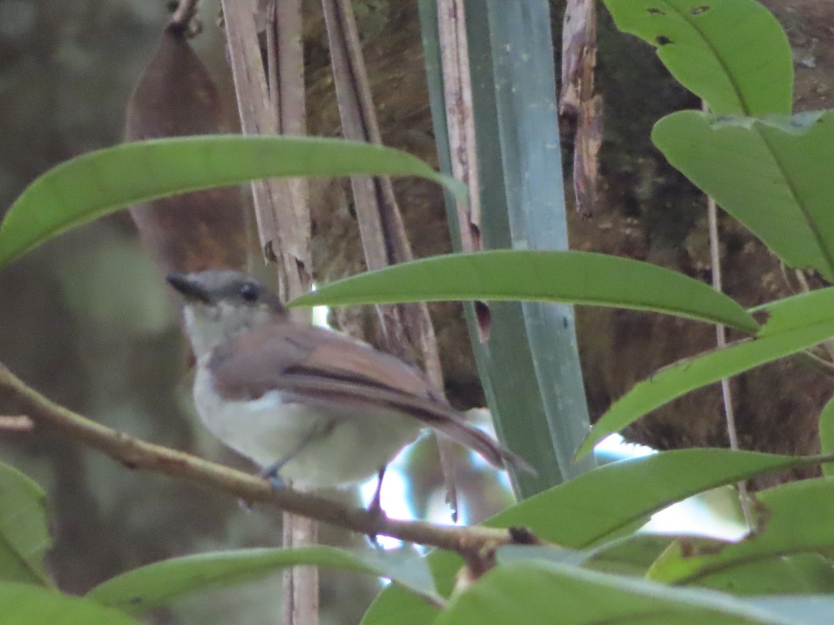 Mangrove Whistler - ML622569093