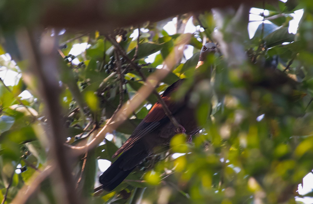 Pale-capped Pigeon - Ashish John