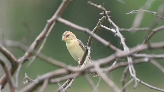 Baya Weaver - ML622569152