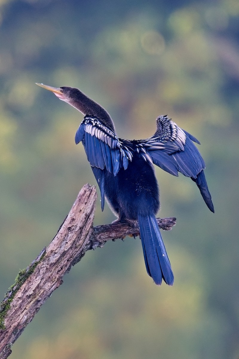 Anhinga - ML622569195