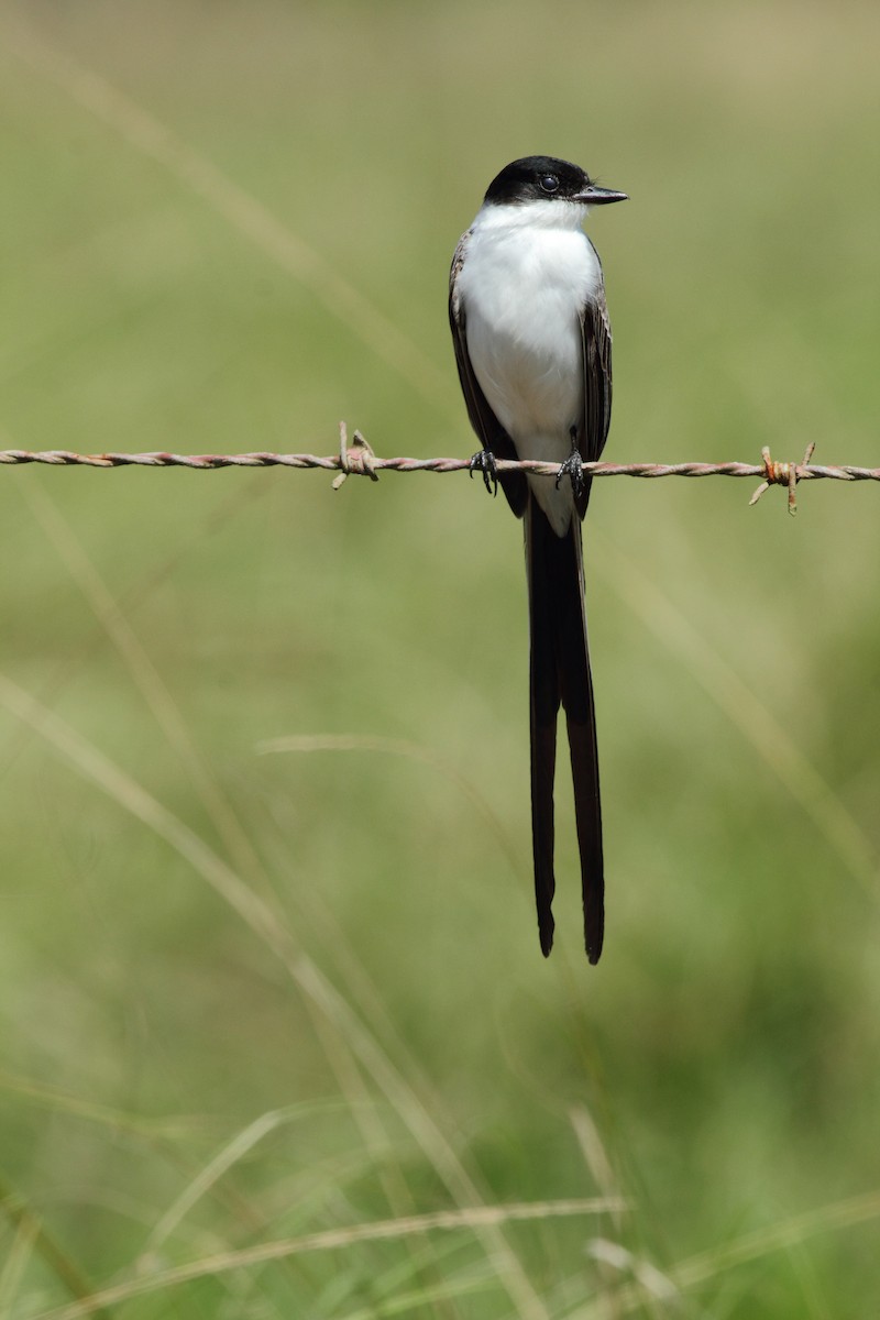 Fork-tailed Flycatcher - ML622569311