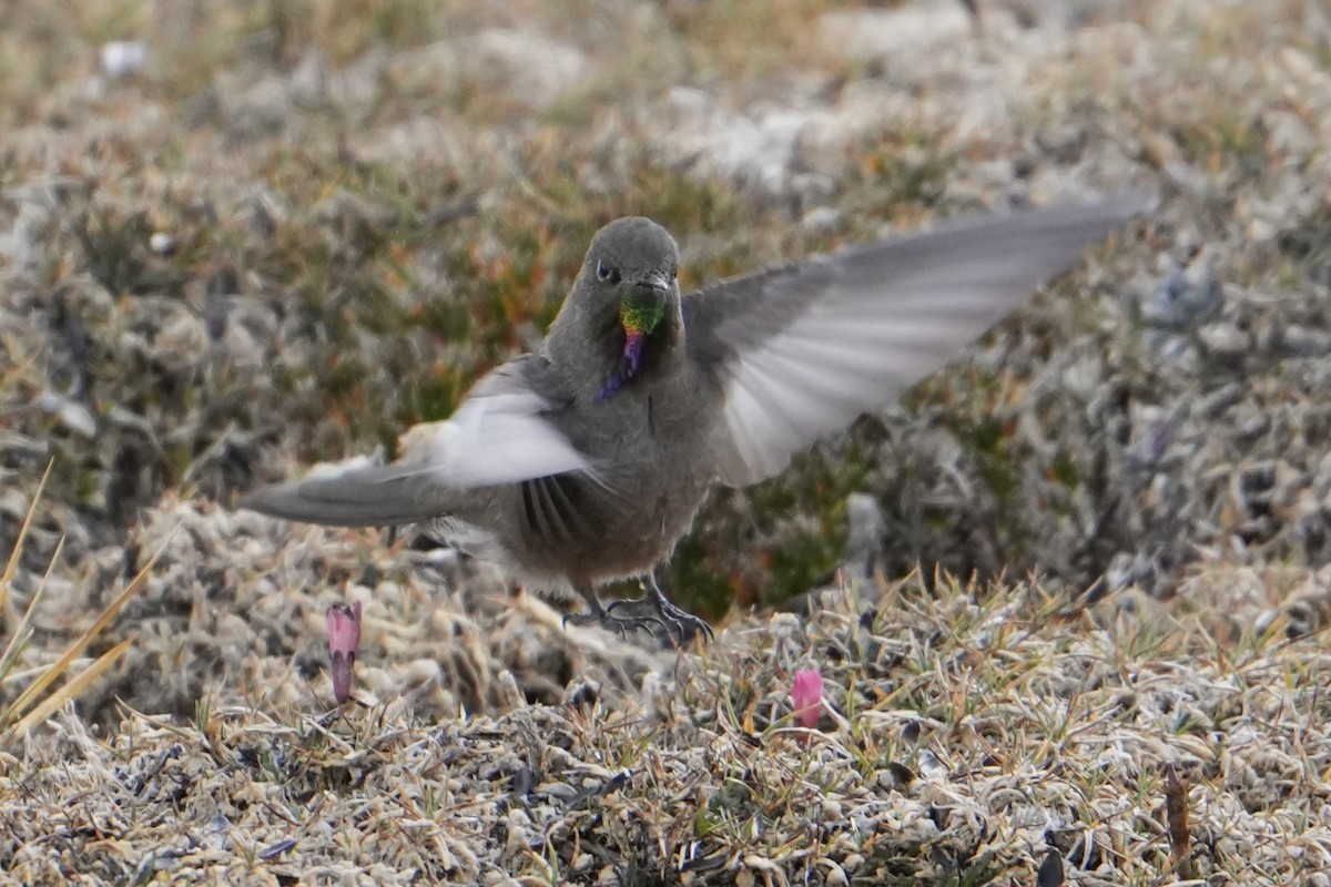 Olivaceous Thornbill - ML622569462