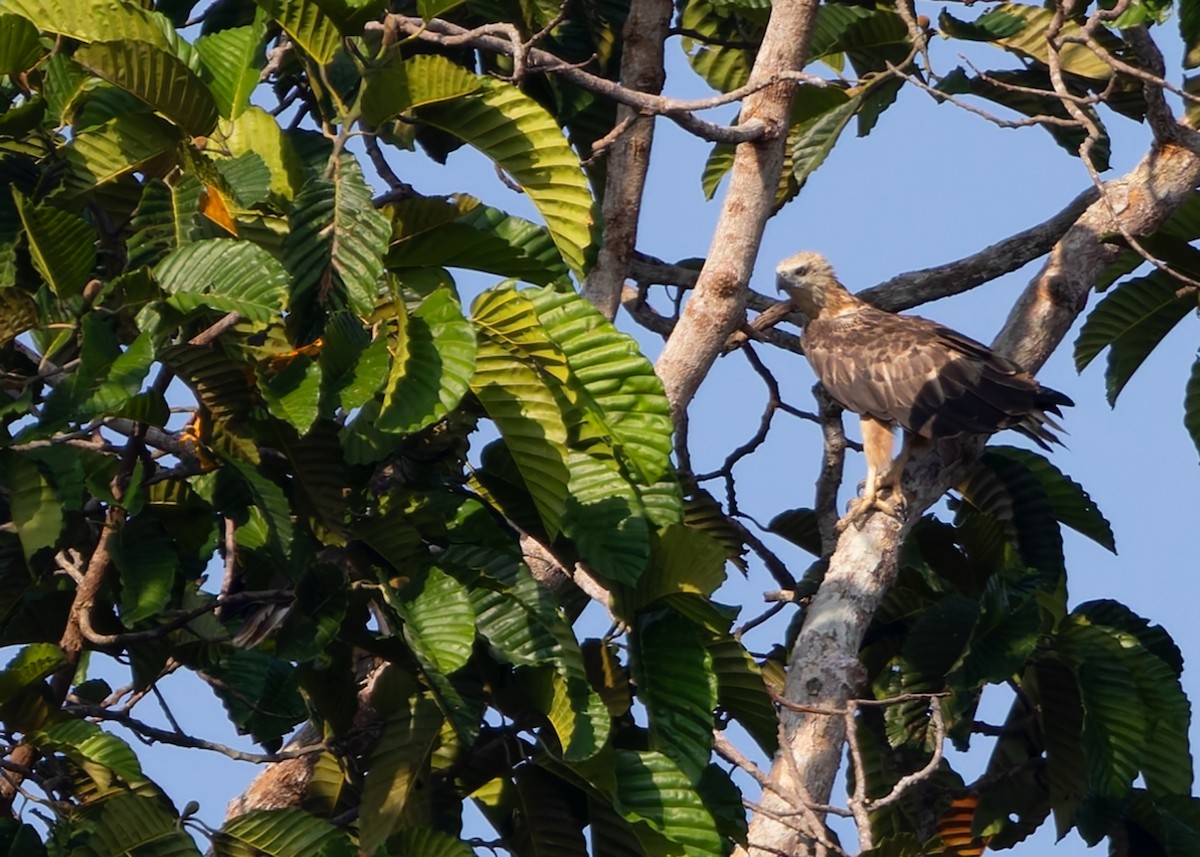 White-bellied Sea-Eagle - ML622569497