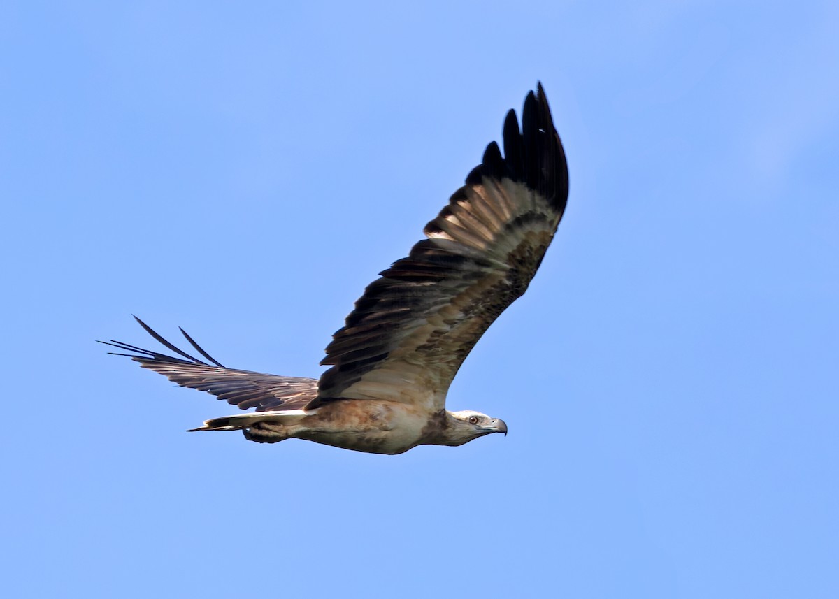 White-bellied Sea-Eagle - ML622569498