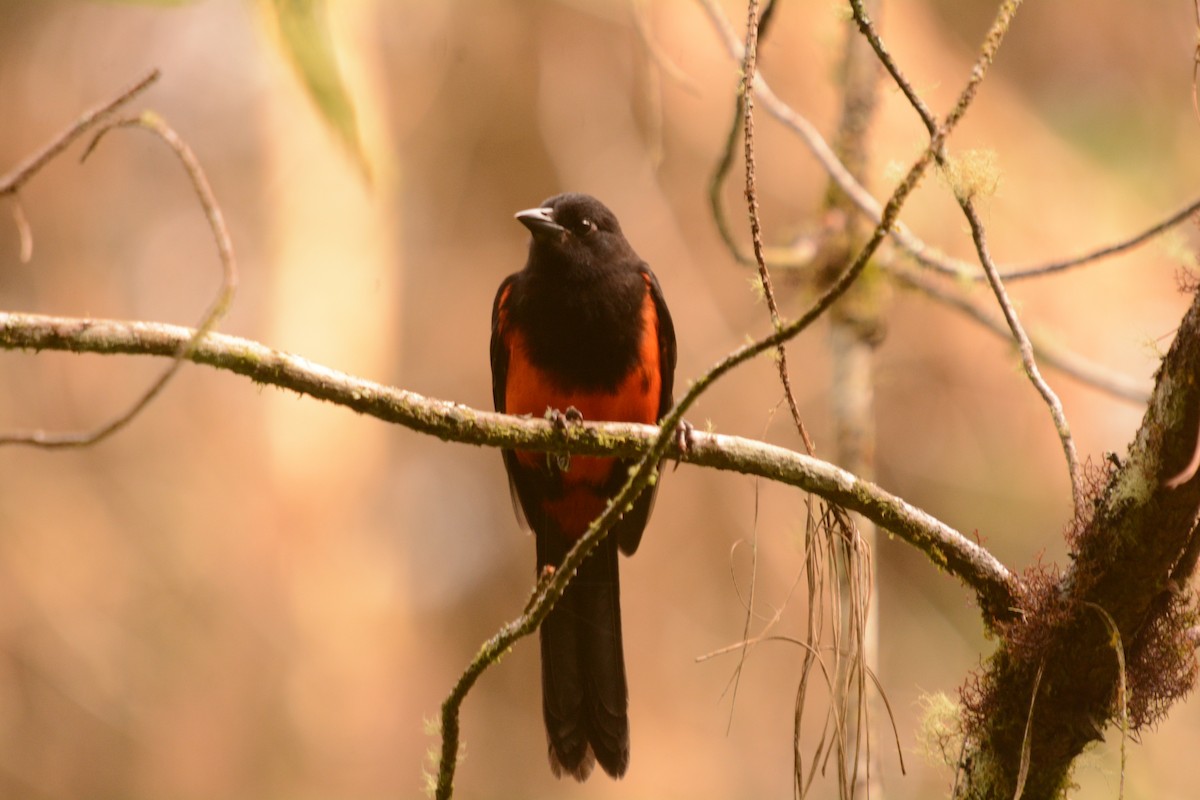 Red-bellied Grackle - ML622569516