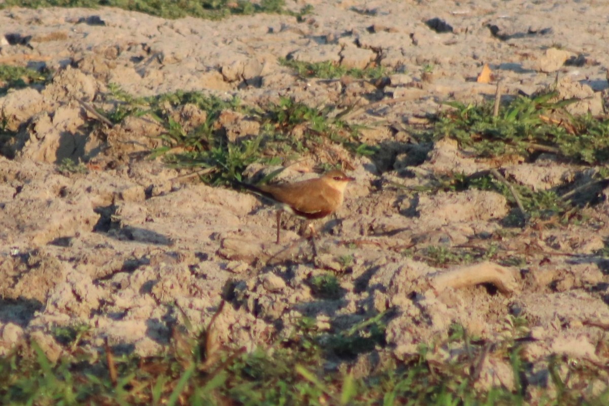 Australian Pratincole - ML622569617