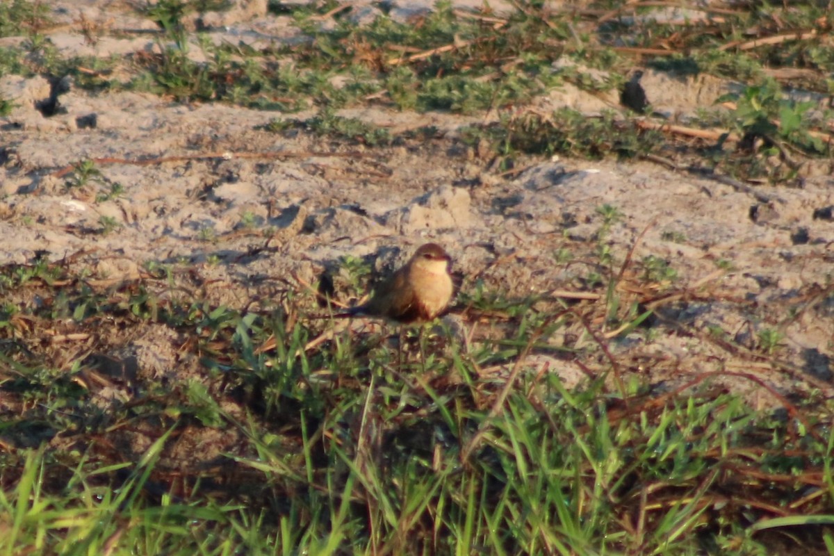 Australian Pratincole - ML622569618