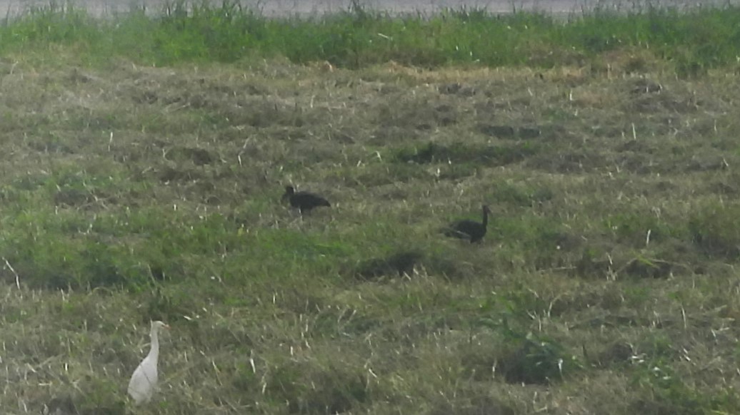 Bare-faced Ibis - ML622569716