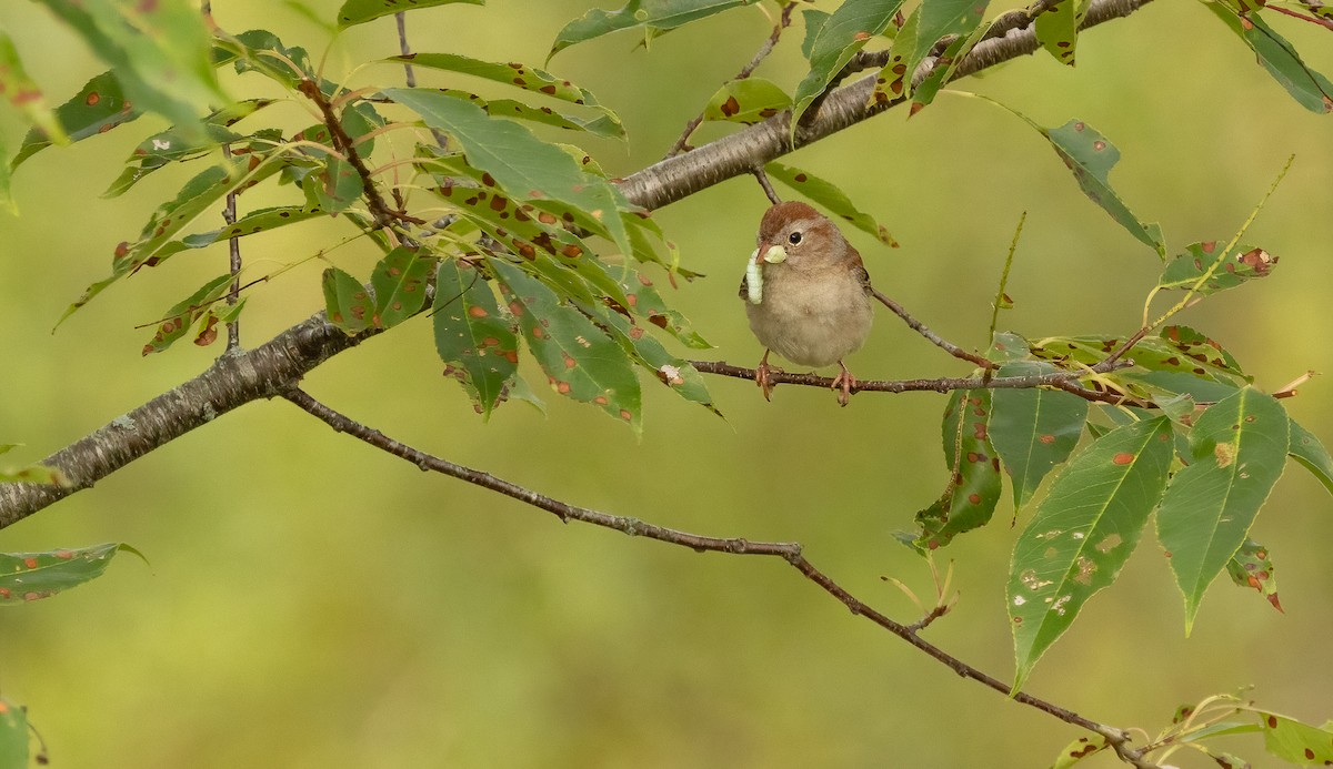 Field Sparrow - ML622569778