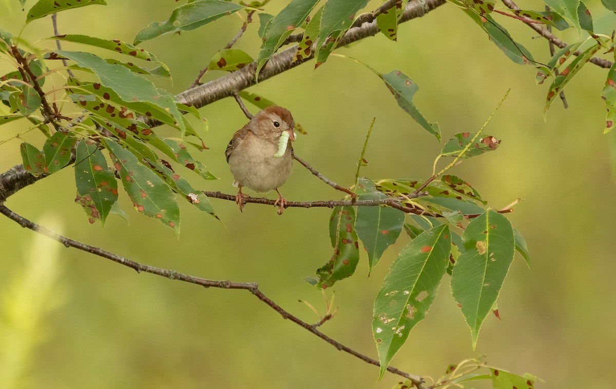 Field Sparrow - ML622569779