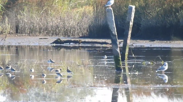 Common Redshank - ML622569785