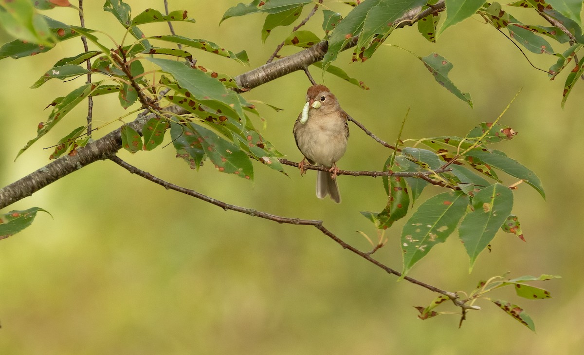 Field Sparrow - ML622569787