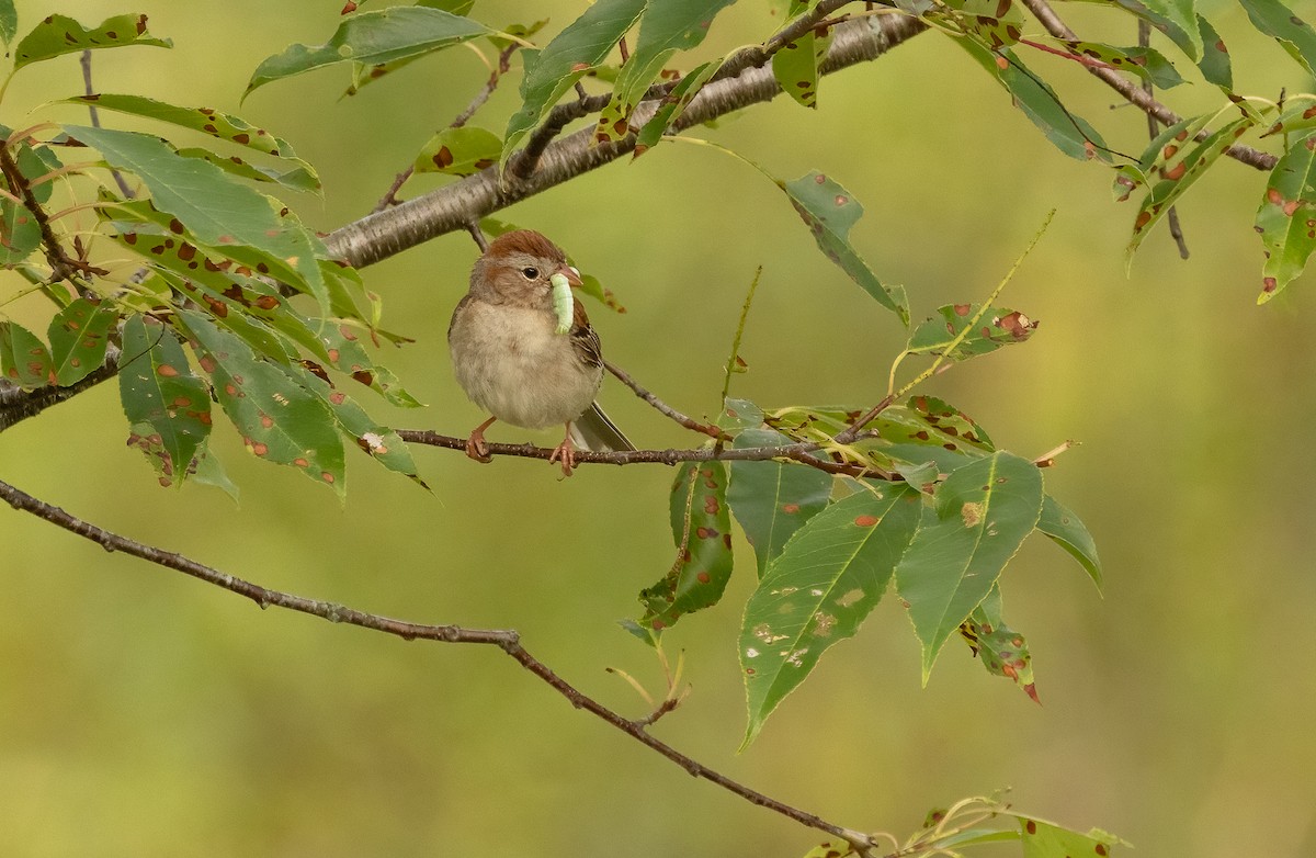 Field Sparrow - ML622569788