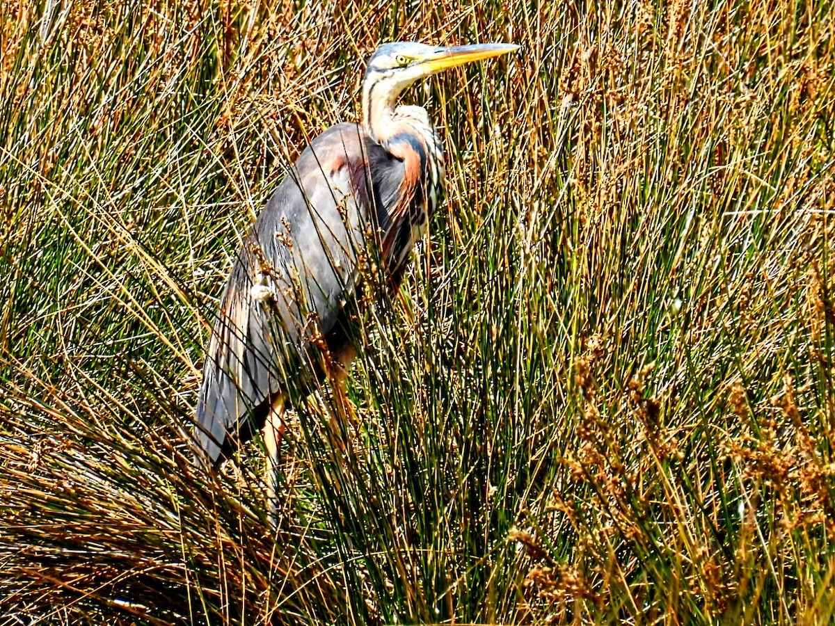 Purple Heron - ML622569869