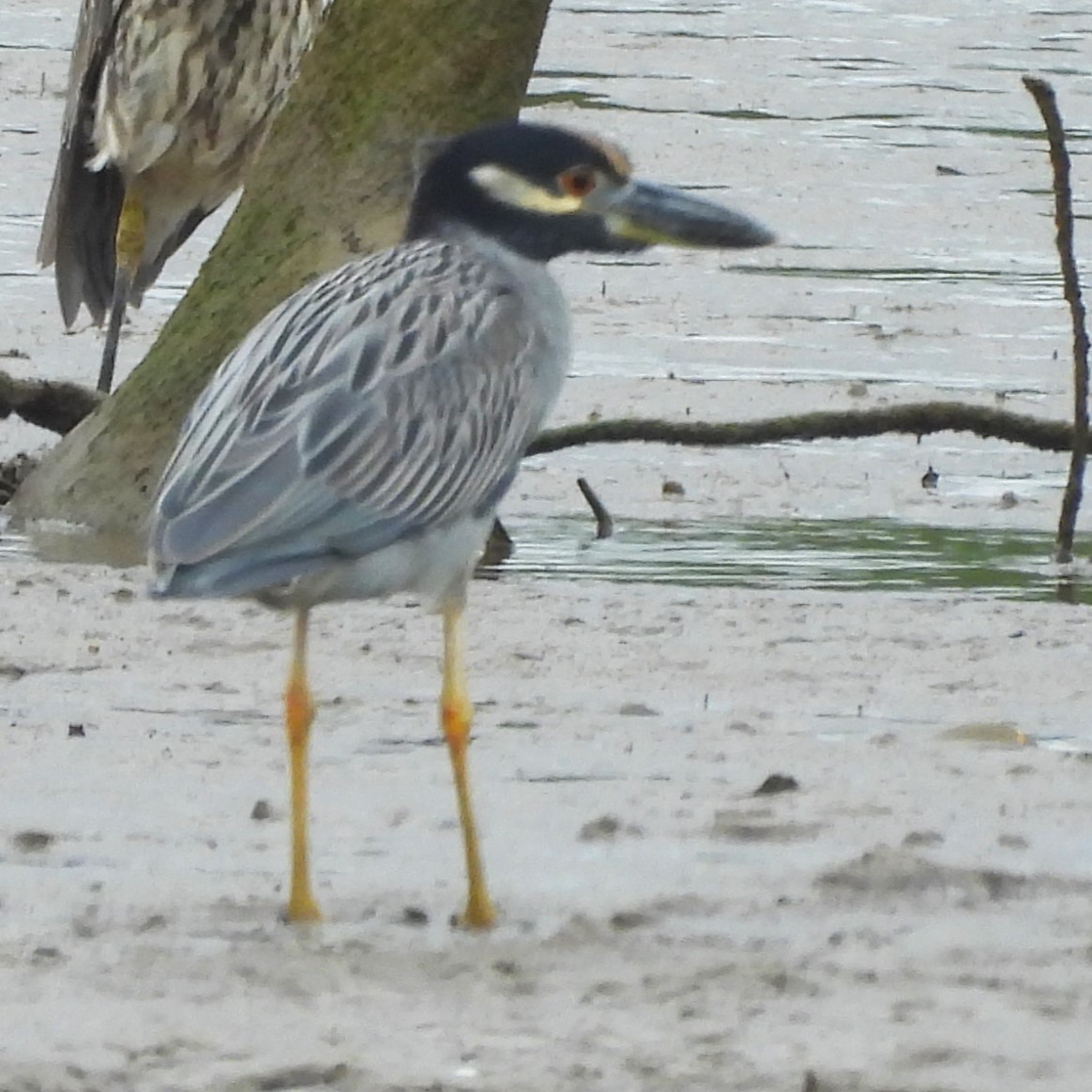 Yellow-crowned Night Heron - @ CanRifàFont