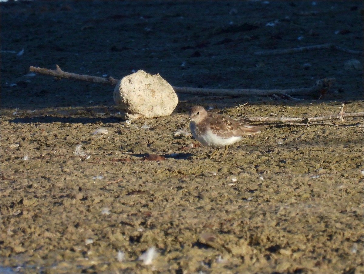 Temminck's Stint - Jose Miguel  San Román