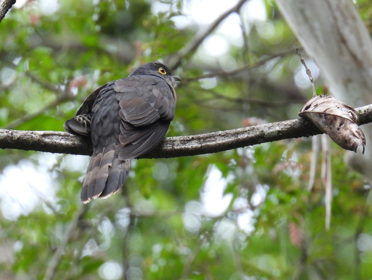 Dark Hawk-Cuckoo - ML622570116