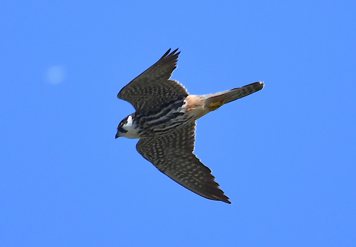 Eurasian Hobby - Василий Калиниченко