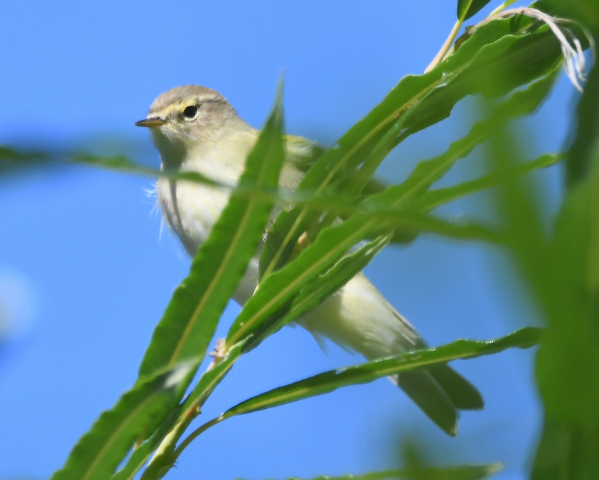 Mosquitero Común - ML622570148