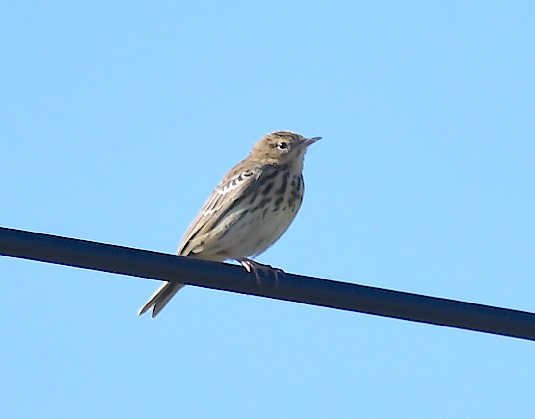 Tree Pipit - Василий Калиниченко