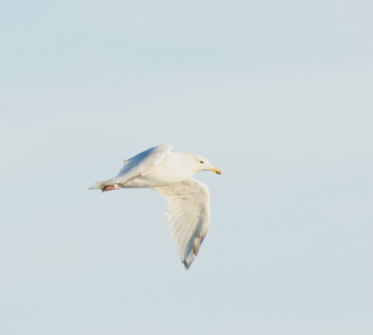 Iceland Gull - ML622570185