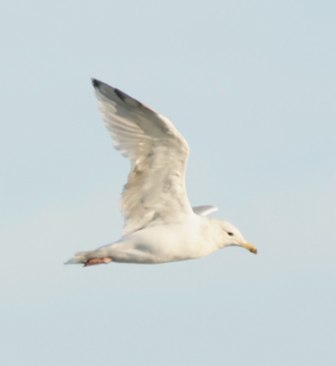 Iceland Gull - ML622570186