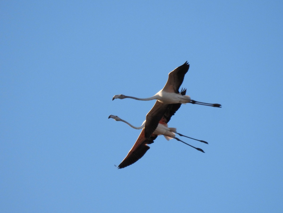 rosenflamingo - ML622570236