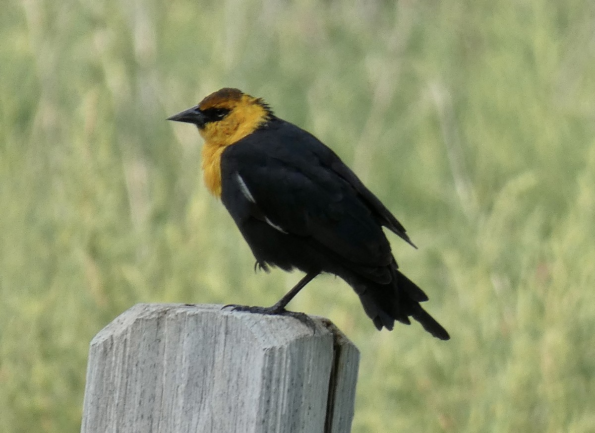 Yellow-headed Blackbird - ML622570254